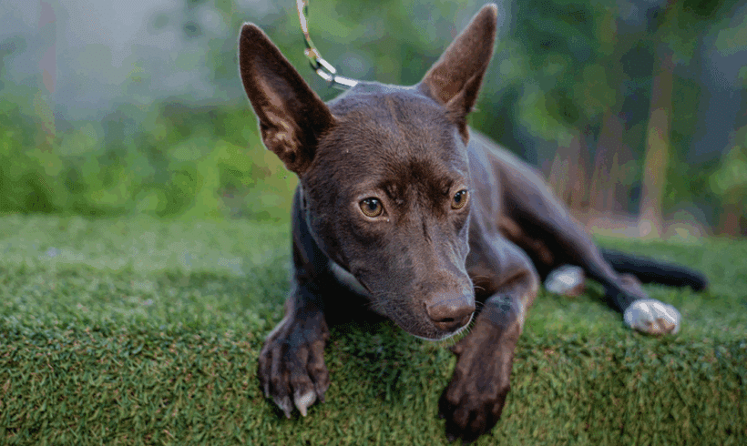 Rosy: Una juguetona, Superviviente atrevida amante de la playa Rosy: A Playful, Sassy Beach-Loving Survivor