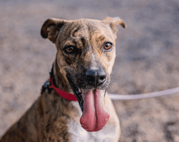 Shakira: A Gentle Soul Ready for a Loving Home