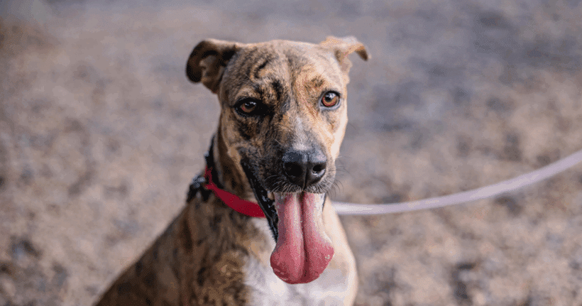 Shakira: A Gentle Soul Ready for a Loving Home Shakira: A Gentle Soul Ready for a Loving Home