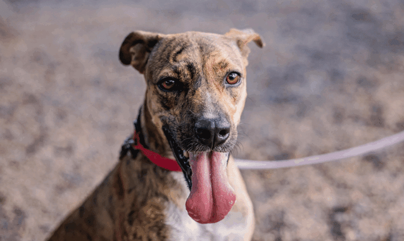 Shakira: Un alma gentil lista para un hogar amoroso Shakira: A Gentle Soul Ready for a Loving Home