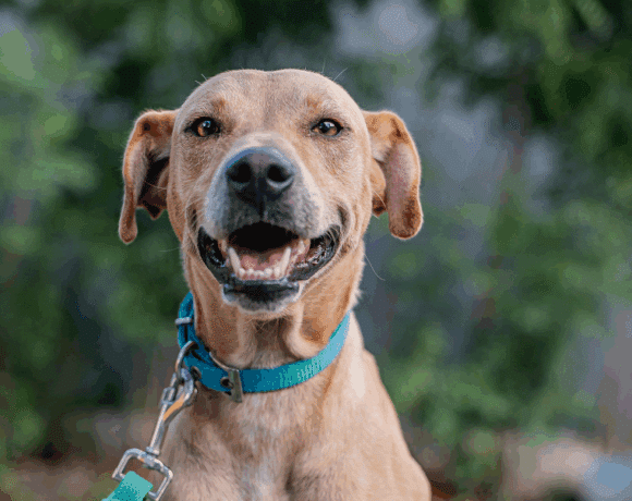 Tomas: A Playful, Loving Dog Ready for His Forever Family