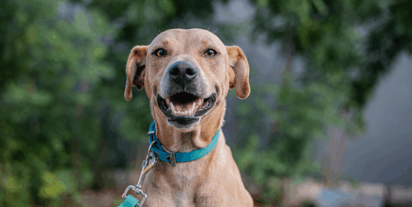 Tomas: A Playful, Loving Dog Ready for His Forever Family Tomas: A Playful, Loving Dog Ready for His Forever Family