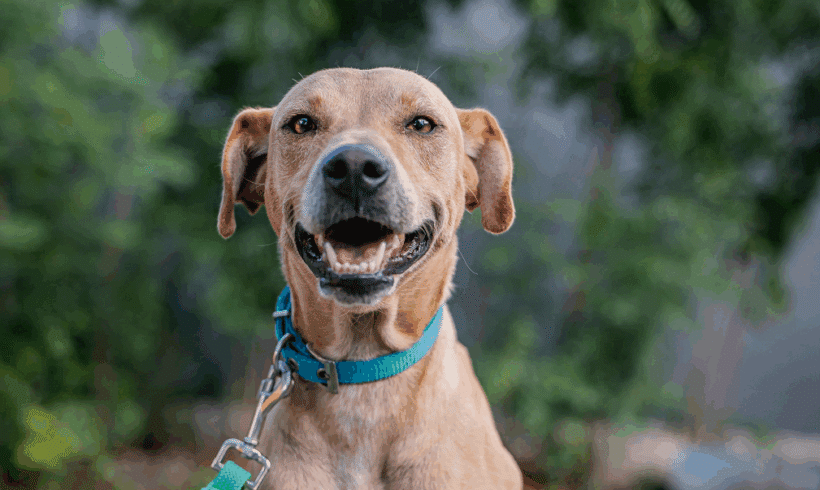 Tomás: Una juguetona, perro cariñoso listo para su familia para siempre. Tomas: A Playful, Loving Dog Ready for His Forever Family
