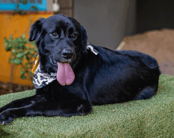 Black Jack: A Gentle, Playful Survivor Ready for Adventure