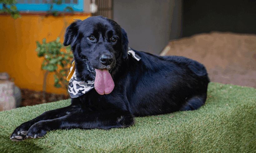 Black Jack: A Gentle, Playful Survivor Ready for Adventure
