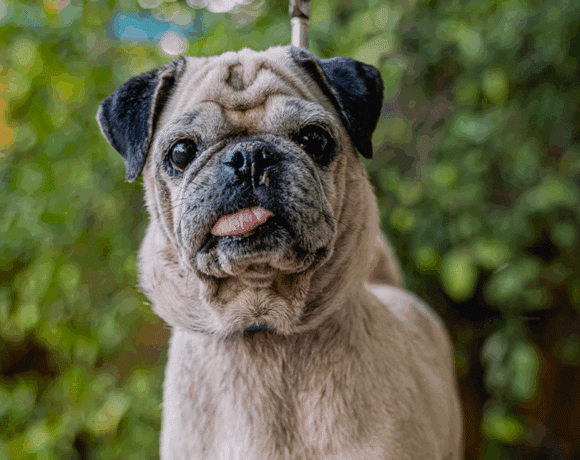 Chachita: A Gentle Senior Dog Ready to Be Loved Chachita: A Gentle Senior Dog Ready to Be Loved