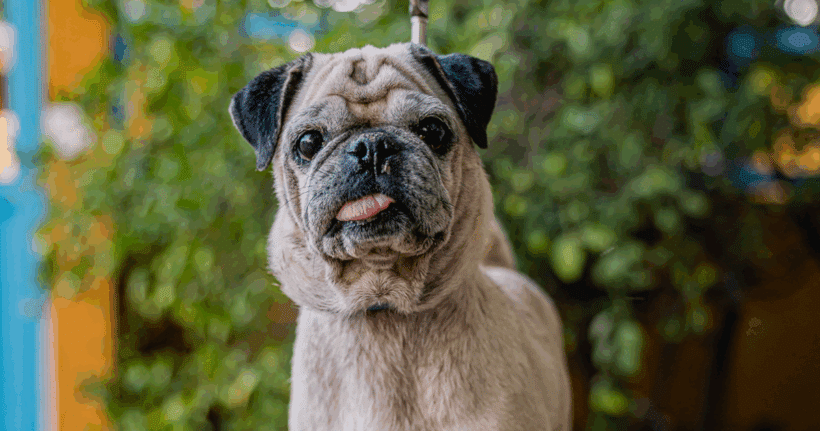 Chachita: A Gentle Senior Dog Ready to Be Loved Chachita: A Gentle Senior Dog Ready to Be Loved
