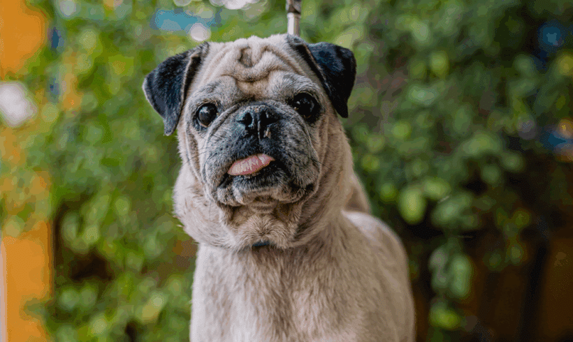 Chachita: A Gentle Senior Dog Ready to Be Loved