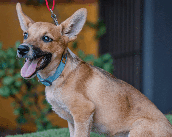 Iron: A Loyal, Energetic Survivor Full of Love and Life Iron: A Loyal, Energetic Survivor Full of Love and Life