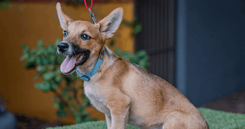 Iron: A Loyal, Energetic Survivor Full of Love and Life