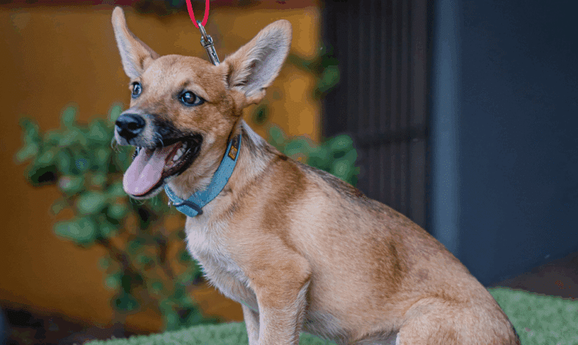 Iron: A Loyal, Energetic Survivor Full of Love and Life