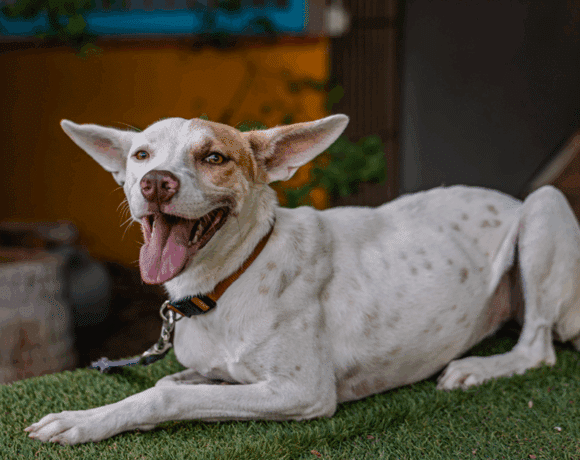 Lente: A Clever, Loyal Dog with a Big Heart