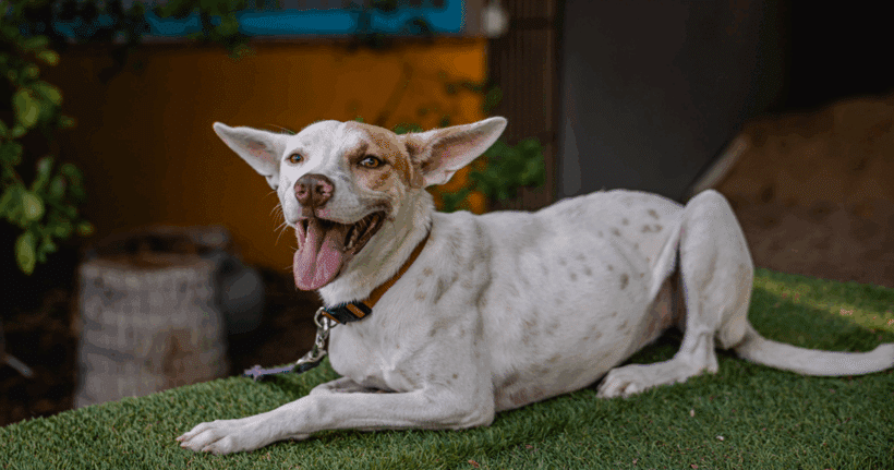 Lentejuela: Un inteligente, Perro leal con un gran corazón Lente: A Clever, Loyal Dog with a Big Heart