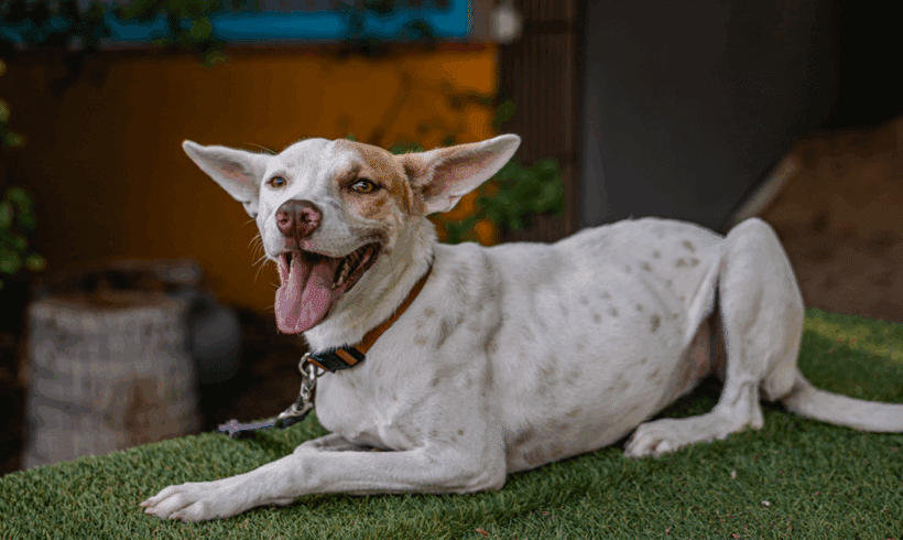 Lente: A Clever, Loyal Dog with a Big Heart