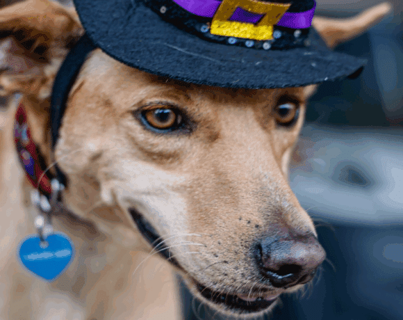 Monkey: A Quirky, Playful Pup with a Big Heart