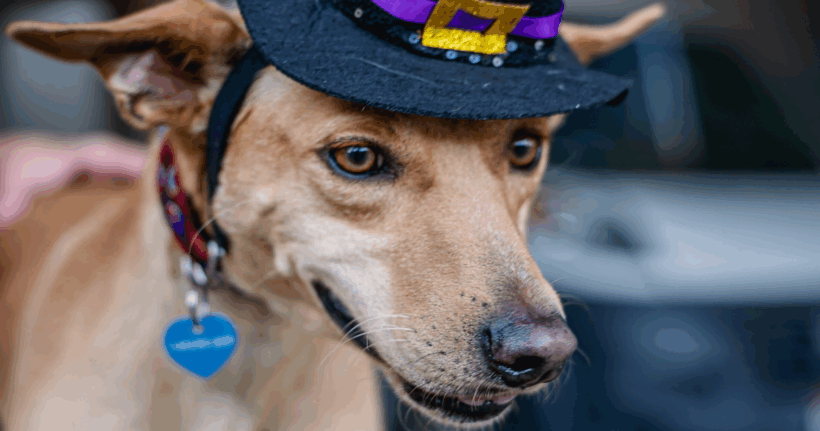 Monkey: Un peculiar, Cachorro juguetón con un gran corazón Monkey: A Quirky, Playful Pup with a Big Heart