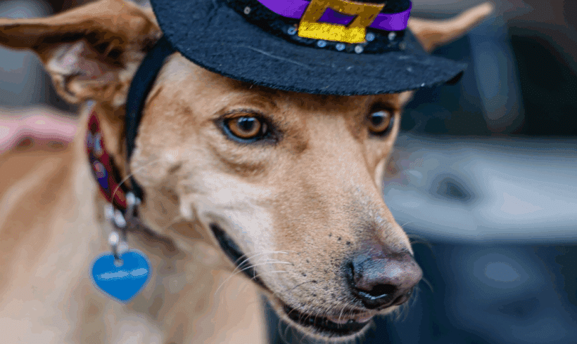 Monkey: A Quirky, Playful Pup with a Big Heart