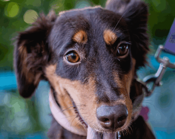 Tribi: Loyal heart, joyful soul Tribi: Loyal heart, joyful soul