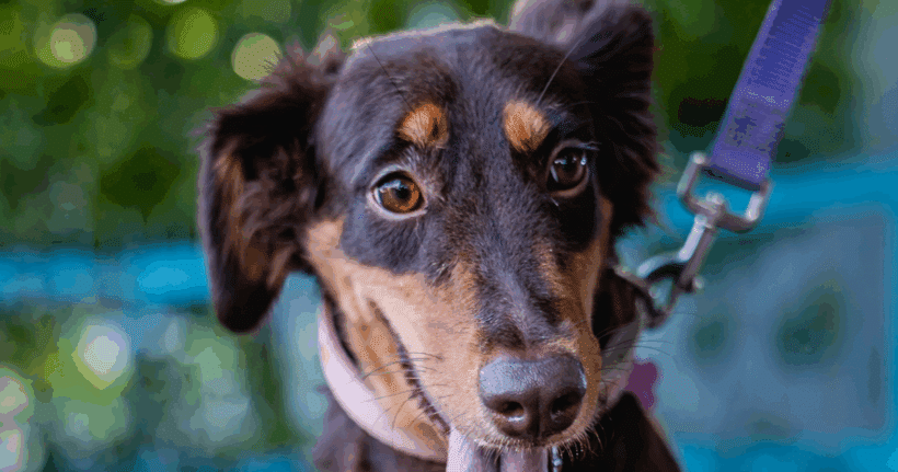 Tribi: Loyal heart, joyful soul