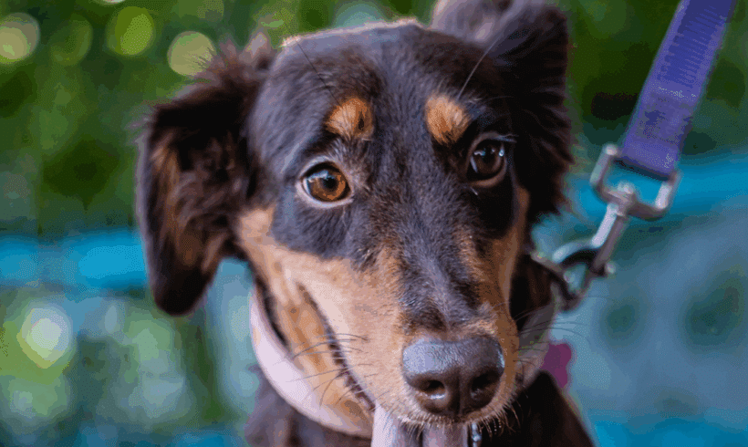 Tribi: Loyal heart, joyful soul