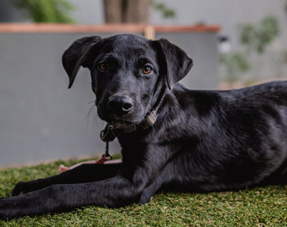 Bambina: Joyful spirit, cuddle bug heart Bambina: Joyful spirit, cuddle bug heart