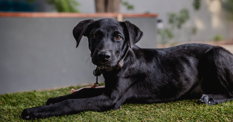 Bambina: Joyful spirit, cuddle bug heart Bambina: Joyful spirit, cuddle bug heart