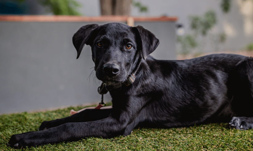 Bambina: Joyful spirit, cuddle bug heart Bambina: Joyful spirit, cuddle bug heart