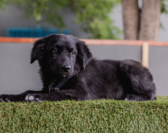 Chubs: Easy pace, loving heart Chubs: Easy pace, loving heart