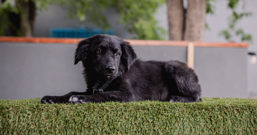Chubs: Easy pace, loving heart Chubs: Easy pace, loving heart