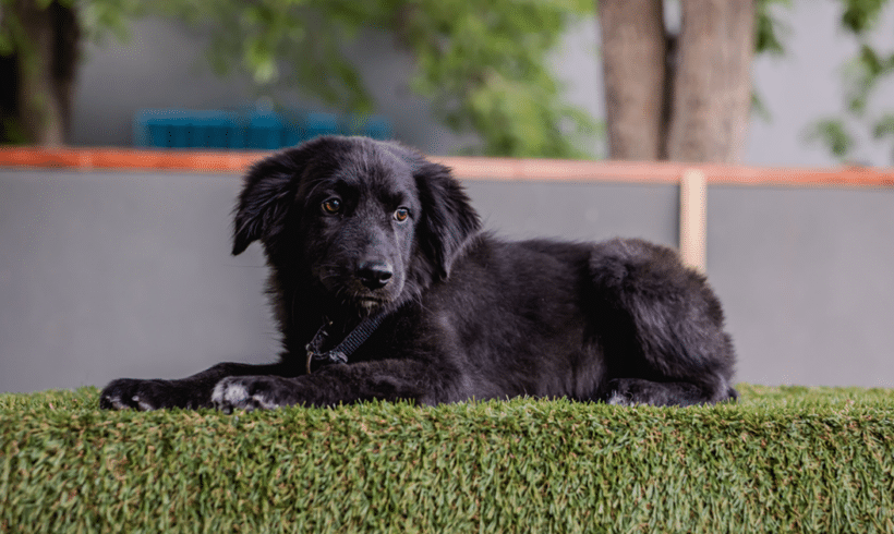 Chubs: Easy pace, loving heart Chubs: Easy pace, loving heart