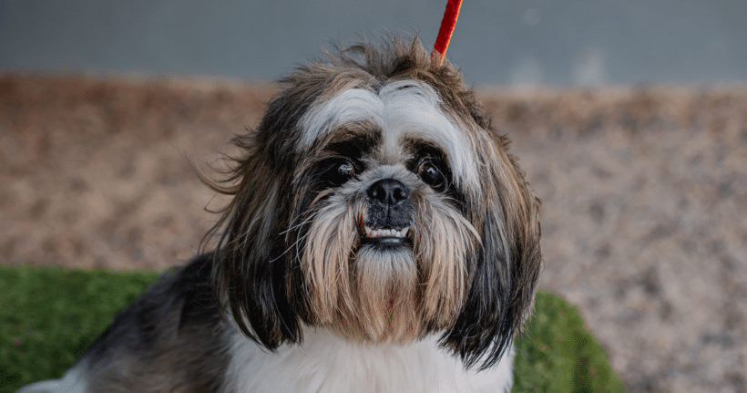 Copiado: gran corazon, pequeño torbellino Copito: Big heart, tiny whirlwind