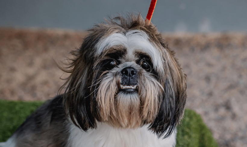 Copito: Big heart, tiny whirlwind Copito: Big heart, tiny whirlwind