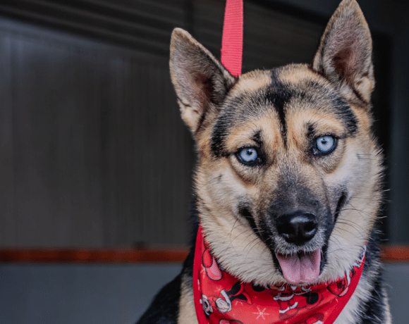 Loba: Independent spirit, loyal heart Loba: Independent spirit, loyal heart