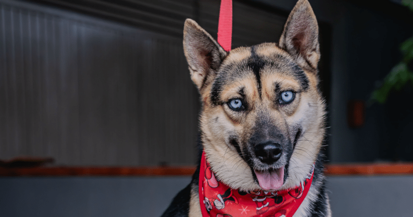 muchos: Espíritu independiente, corazón leal Loba: Independent spirit, loyal heart