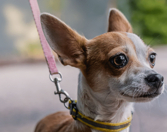 Taquito: Spunky soul, lovable heart Taquito: Spunky soul, lovable heart