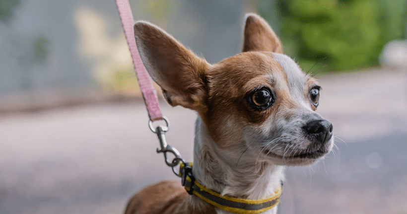 Taquito: alma valiente, corazón adorable Taquito: Spunky soul, lovable heart