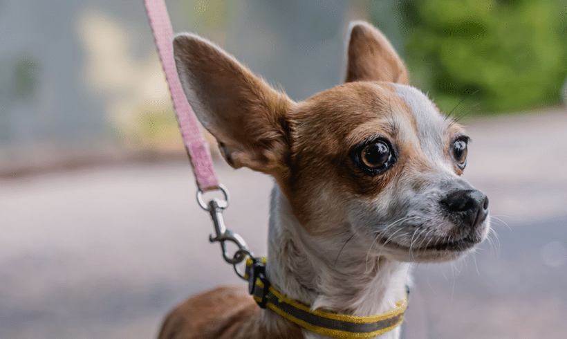 Taquito: Spunky soul, lovable heart Taquito: Spunky soul, lovable heart