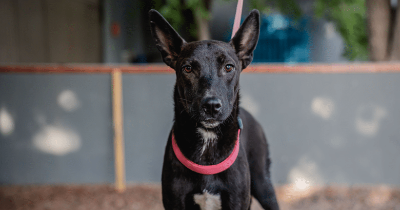 Toto: Happy heart, playful spirit Toto: Happy heart, playful spirit