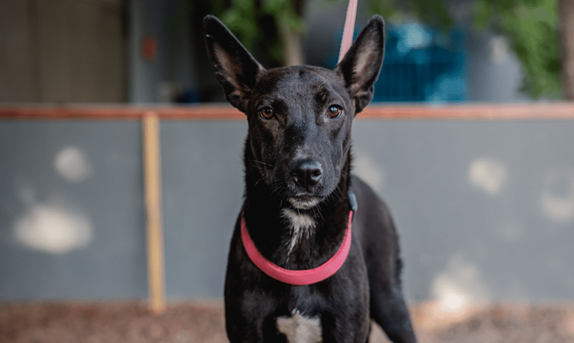 Toto: Happy heart, playful spirit Toto: Happy heart, playful spirit