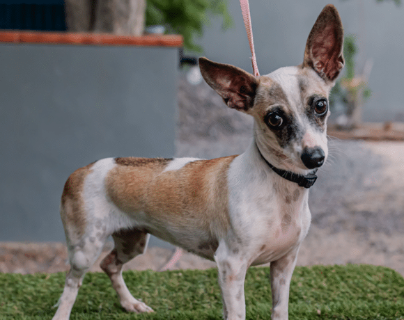 Lola: Shy heart, sweet soul Lola: Shy heart, sweet soul