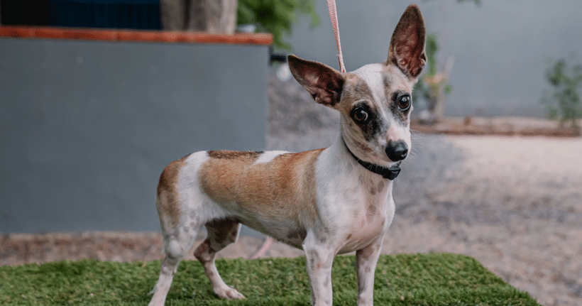 Lola: Shy heart, sweet soul