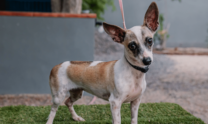 Lola: Shy heart, sweet soul Lola: Shy heart, sweet soul