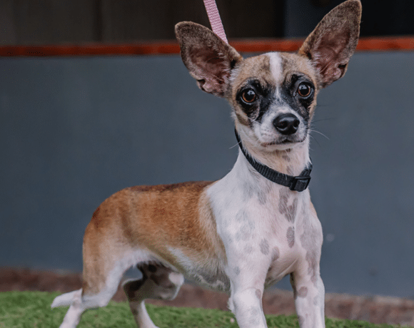 Paco: Big ears, bigger heart Paco: Big ears, bigger heart
