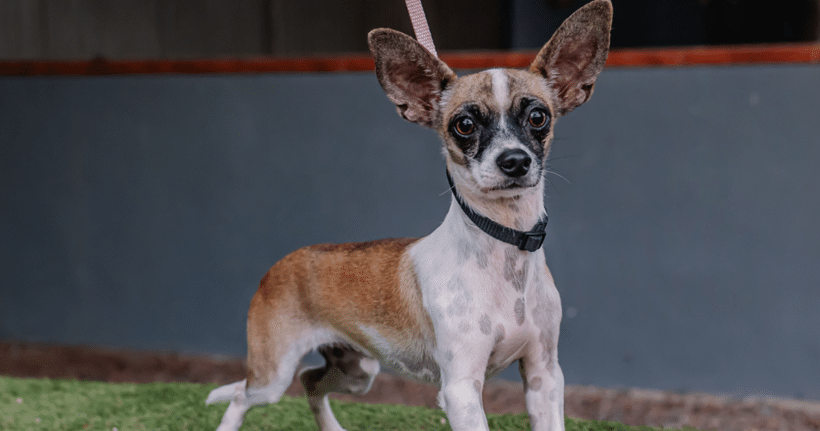 Paco: Big ears, bigger heart Paco: Big ears, bigger heart