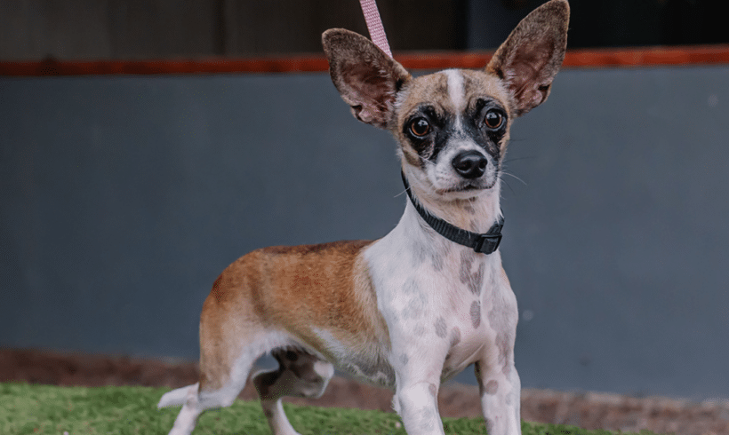 Paco: Big ears, bigger heart Paco: Big ears, bigger heart