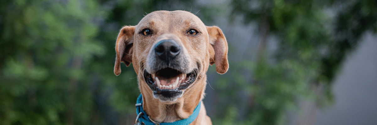 Happy rescued dog benefiting from our community fundraiser