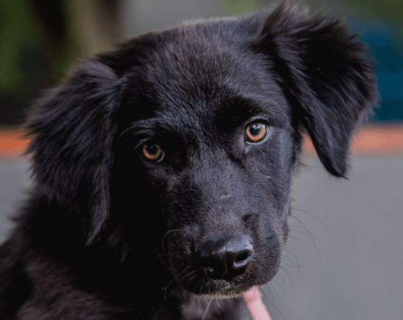 Tres: Energetic soul, loving heart Tres: Energetic soul, loving heart