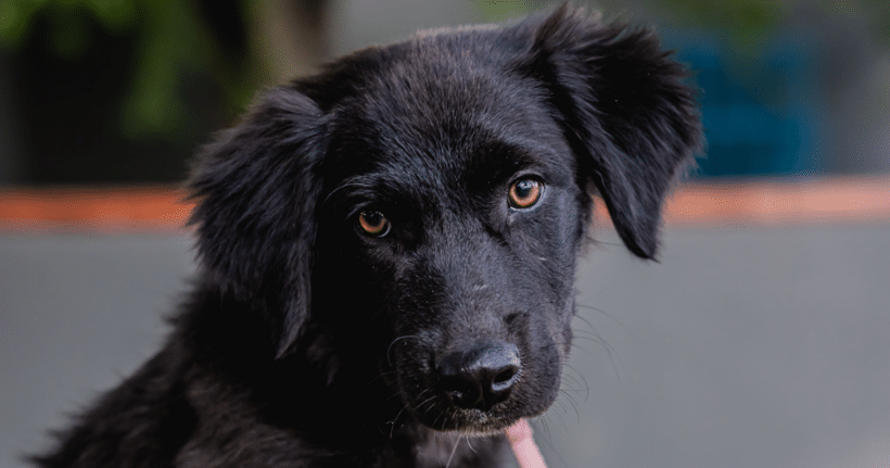 Tres: Energetic soul, loving heart Tres: Energetic soul, loving heart