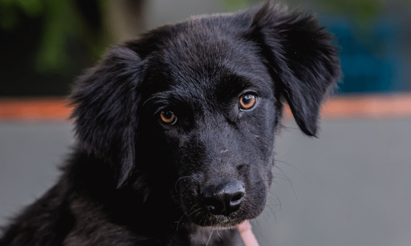 Tres: Energetic soul, loving heart Tres: Energetic soul, loving heart