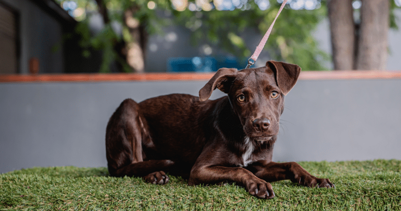 Chak: Loyal spirit, playful heart